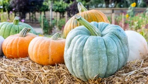 Assorted Organic Pumpkins Stock Photos