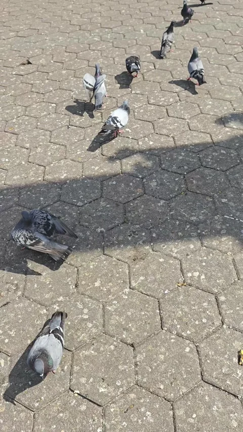 Assorted pigeons and a monkey Stock Footage 286919356
