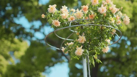 Assorted pink roses displaying in flower stand Stock Footage 75361035