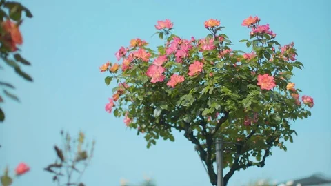 Assorted pink roses displaying in flower stand Stock Footage 75361038