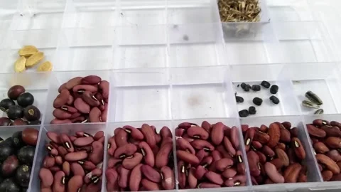 Assorted plant seeds and yardlong bean seeds organized in a clear plastic c.. Stock Footage 340488418