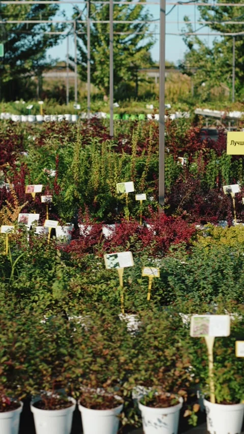 Assorted potted plants with labels in outdoor nursery 動画素材 317078223