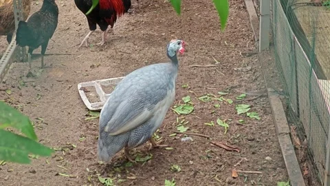 Assorted poultry in the cage Stock Footage 316209444