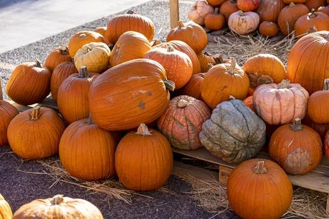 Assorted Pumpkin Patch on Display for Sale Stock Photos