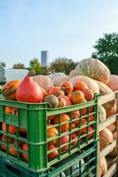 Assorted pumpkins and gourds in large green crate ready for market Stock Photos