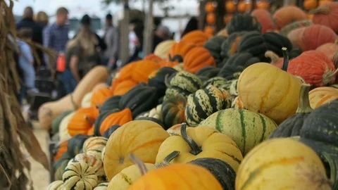 Assorted pumpkins and gourds piled high in a bin at the market. Stock Footage 108132645