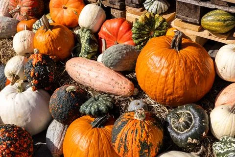Assorted pumpkins and gourds in various shapes and colors are displayed on .. 写真素材