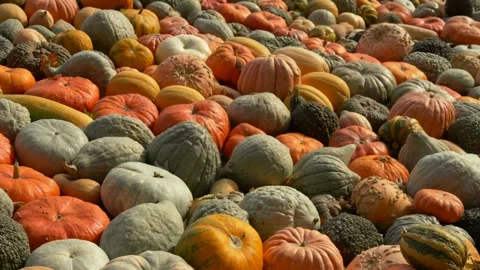 Assorted Pumpkins and Squash in Autumn Harvest Display Stock Footage 325527941