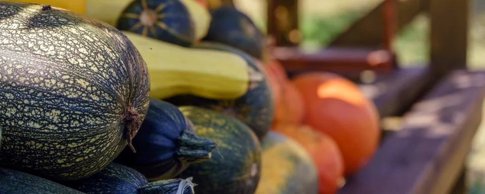Assorted pumpkins and squashes on rustic wooden boards with an shinning autum Stock Photos