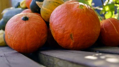 Assorted pumpkins and squashes on rustic wooden boards with an shinning autumn Stock Photos