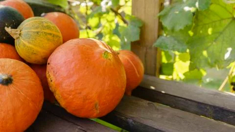 Assorted pumpkins and squashes on rustic wooden boards with an shinning autumn Stock Photos