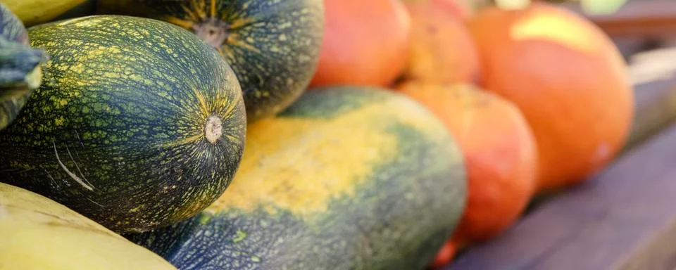 Assorted pumpkins and squashes on rustic wooden boards with an shinning autum Stock Photos