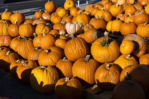 Assorted Pumpkins on Display Stock Photos