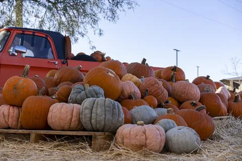 Assorted Pumpkins with Hay Straws Foto stock