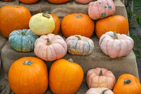 Assorted pumpkins in orange, blue, and pink colors on natural fabric Stock Photos