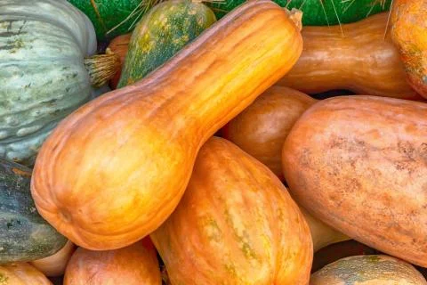 Assorted pumpkins orange green long and round pattern vegetable background Stock Photos