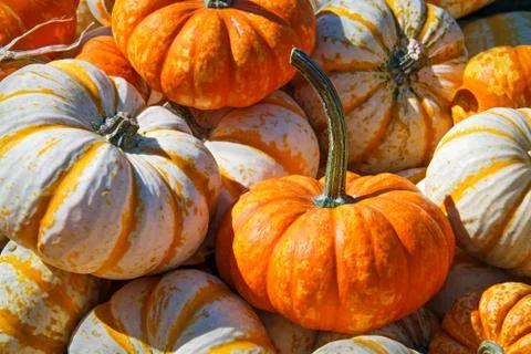 Assorted Pumpkins Stock Photos