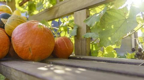 Assorted pumpkins on rustic wooden boards with an shinning autumn backdrop Stock Photos