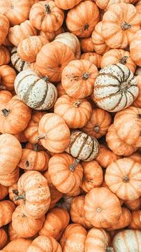Assorted pumpkins in various shapes and sizes, featuring vibrant orange hues and Stock Photos