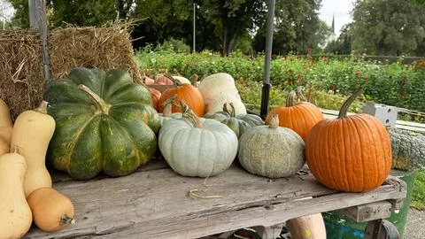 Assorted pumpkins on wooden table farm garden autumn harvest rustic Stock Photos