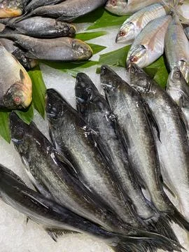 Assorted Raw Whole Fish Displayed On Ice Counter Stock Photos