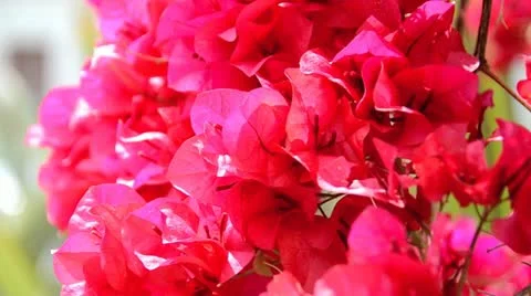 Assorted Red / Pink Flower Blossoms 1 Stock Footage 10846066