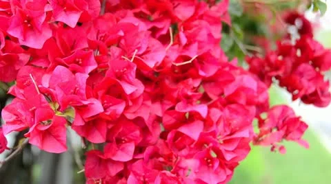 Assorted Red / Pink Flower Blossoms 3 Stock-Footage 10848139