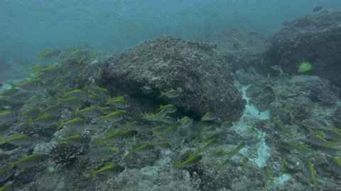 Assorted Reef Fish Video stock 147427289