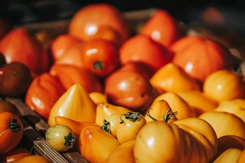 Assorted ripe tomatoes in various shapes and colors, including red and yell.. Stock Photos
