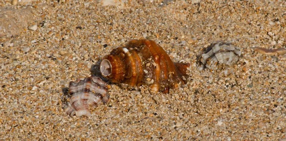 Assorted Sea Shells on Rugged Stone Background Stock Photos