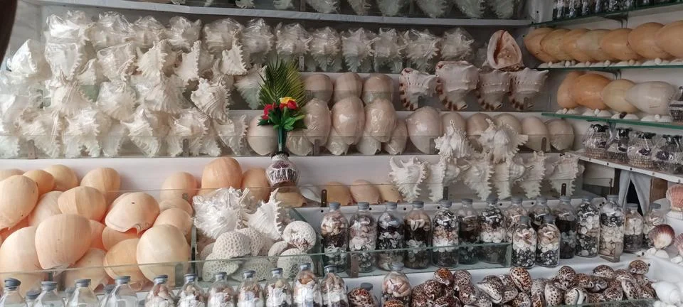 Assorted seashell collection display in a souvenir shop. Stock Photos