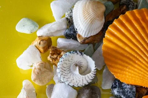 Assorted seashells and pebbles on a bright yellow background. Stock Photos