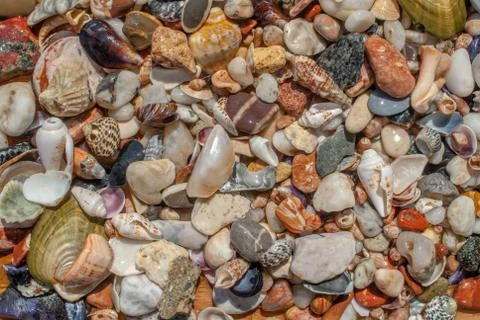Assorted seashells and pebbles, great background or texture for your project Stock Photos
