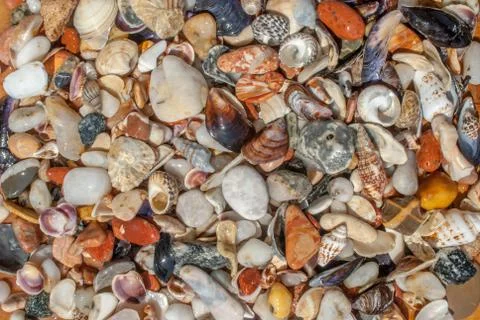 Assorted seashells and pebbles, perfect background for your concept or project Stock Photos