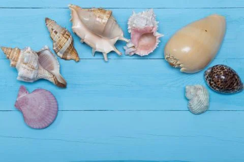 Assorted seashells on blue wooden background, flat lay, copyspace Stock Photos