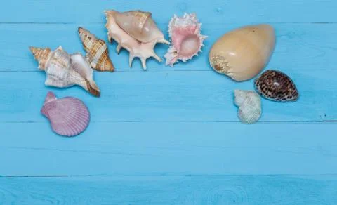 Assorted seashells on blue wooden background, flat lay, copyspace Stock Photos