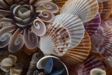 Assorted seashells close up background Stockfoto's