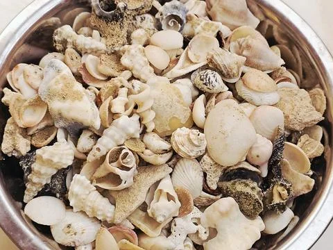 Assorted seashells, commonly found on beaches around the world, collections.. Stock Photos