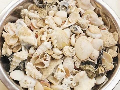Assorted seashells, commonly found on beaches around the world, collections.. Stock Photos