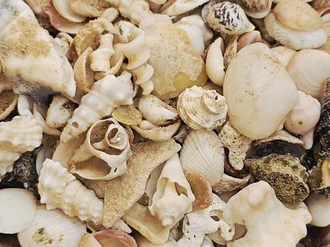 Assorted seashells, commonly found on beaches around the world, collections.. Stock Photos