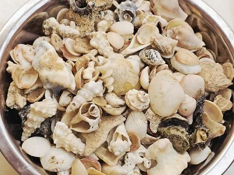 Assorted seashells, commonly found on beaches around the world, collections.. Stock Photos