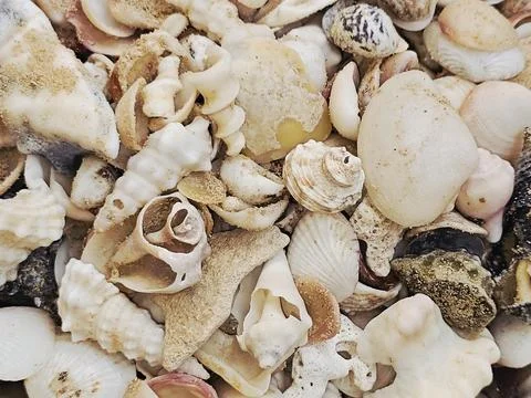 Assorted seashells, commonly found on beaches around the world, collections.. Stock Photos