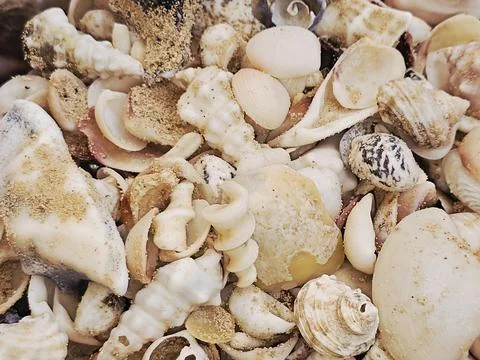 Assorted seashells, commonly found on beaches around the world, collections.. Stock Photos