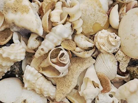 Assorted seashells, commonly found on beaches around the world, collections.. Stock Photos