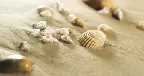 Assorted seashells on golden beach sand in warm sunlight Stock Footage 336824279