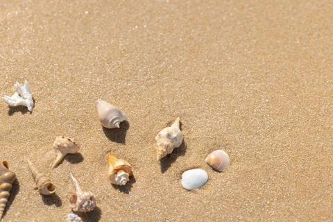Assorted Seashells On Golden Sand Beach Flat Lay 库存照片