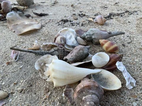 Assorted Seashells on Sandy Beach at Tanjung Lesung Beach 库存照片