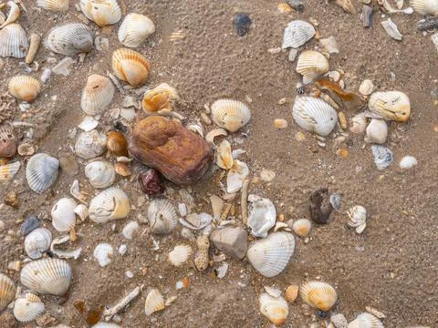 Assorted seashells scattered across wet sand on a sea coast Stock Photos