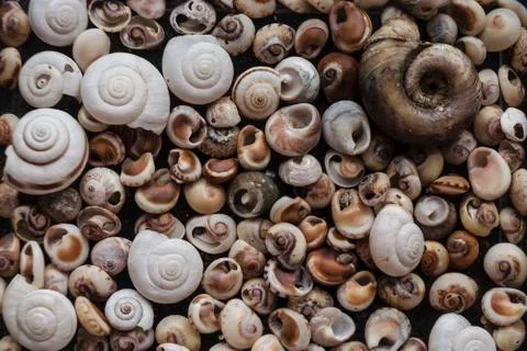 Assorted shells of many sizes are found on sea beaches. Close-up of seashells Stock Photos