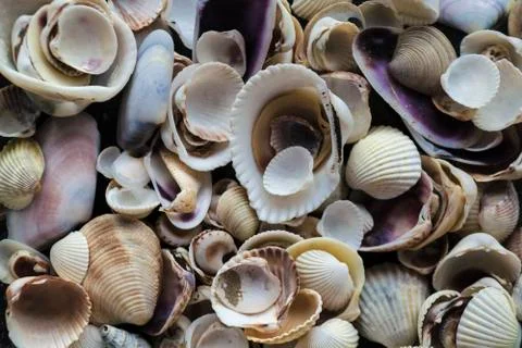 Assorted shells of many sizes are found on sea beaches. Close-up of seashells Stock Photos